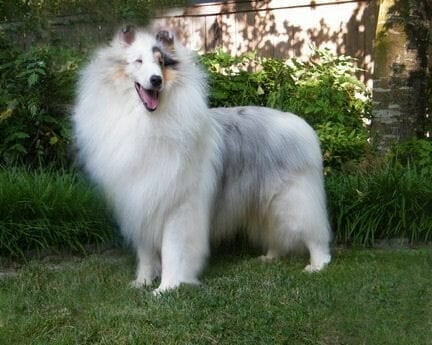 Double Dilute Collie - Wyndlair Avalanche